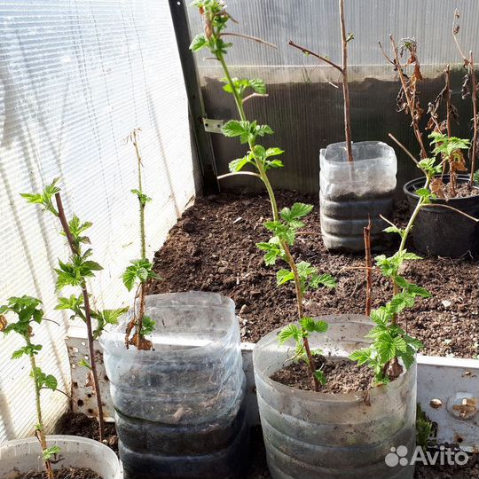 Малина ремонтантная саженцы