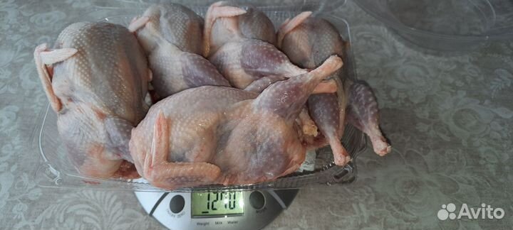 Суточные перепела породы Техасс белый