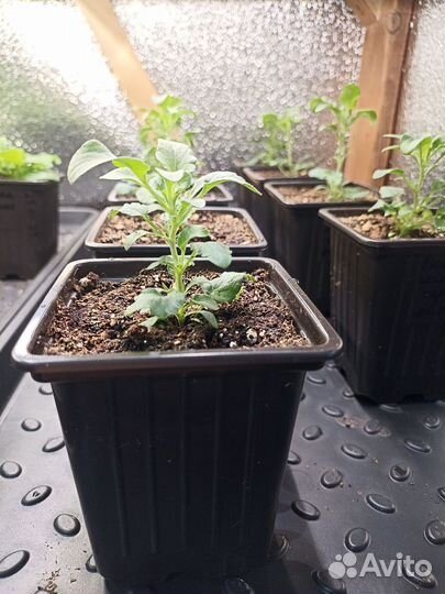 Виола кул вэйв морфо