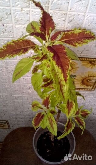 Колеусы сортовые