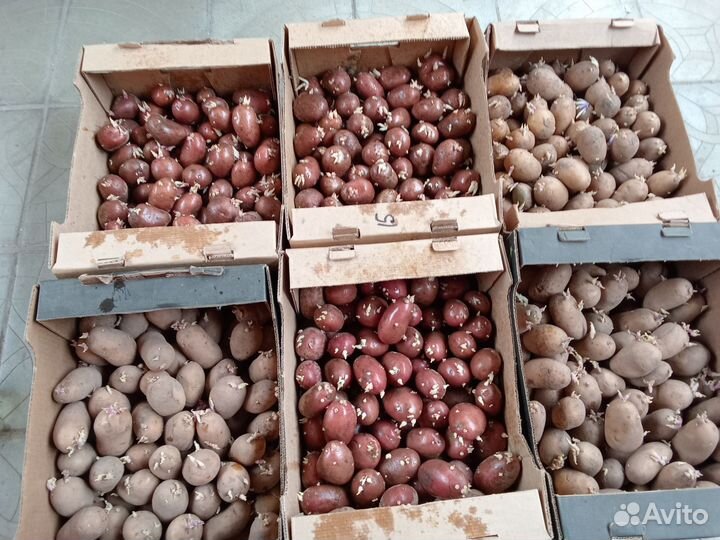 Продам картофель