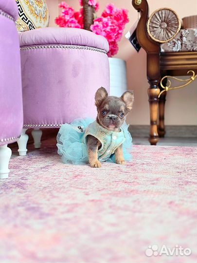 Крошечная флаффи бульдожка