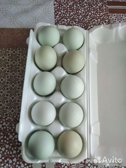 Цыплята,яйцо голубое,оливковое