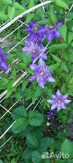 Клематис