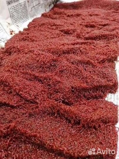 Мотыль насадочный и прикормочный, опарыш