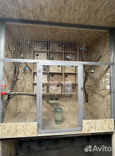 Волнистые попугаи