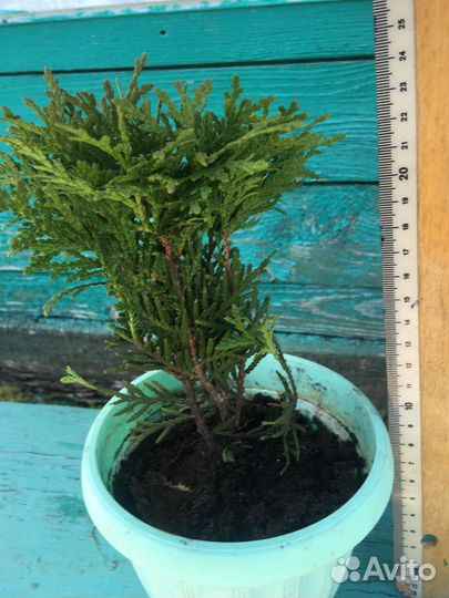 Туя шаровидная 