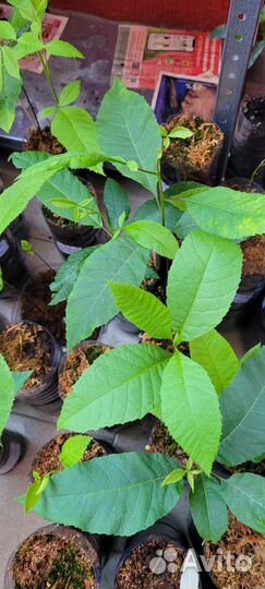 Саженцы ореха пекан