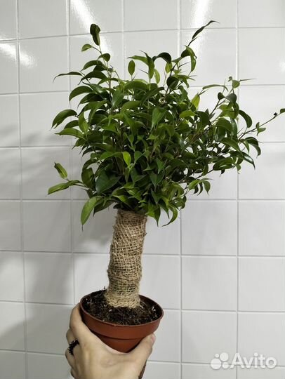 Фикус бенджамина наташа