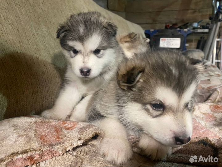 Аляскинский маламут