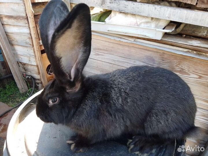 Кролик ризен