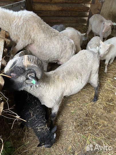 Продам баранов, овец