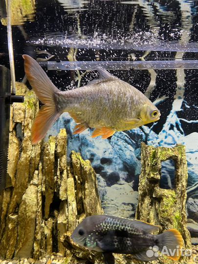 Аквариумные рыбки