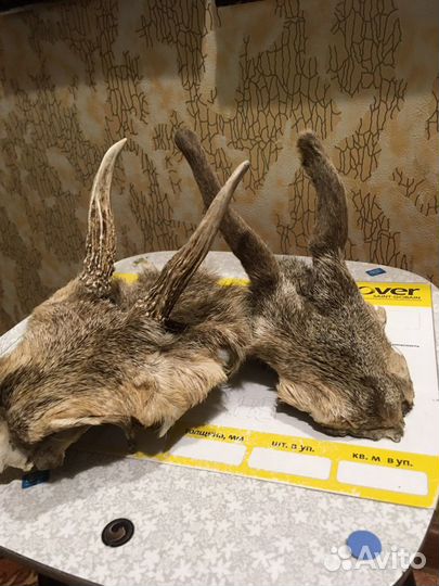 Рожки косули