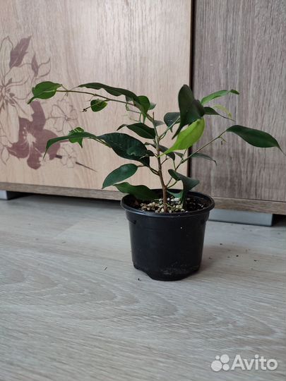 Фикус бенджамина