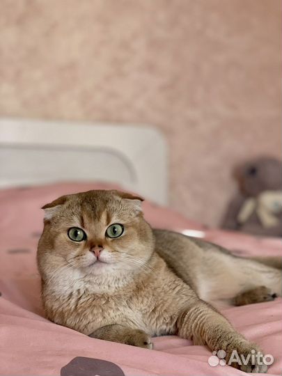 Кот на вязку