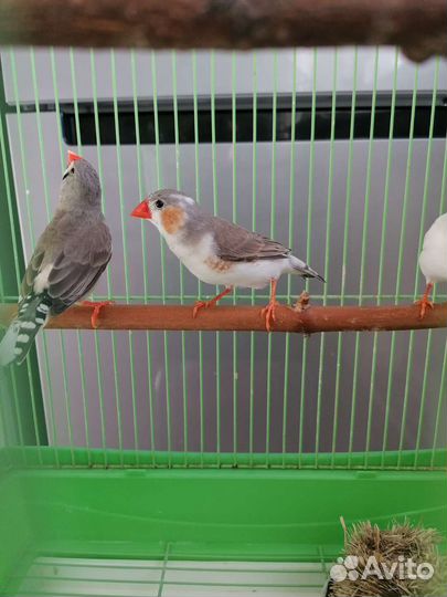 Зебровые амадины