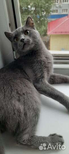 Котик. 1,5 года