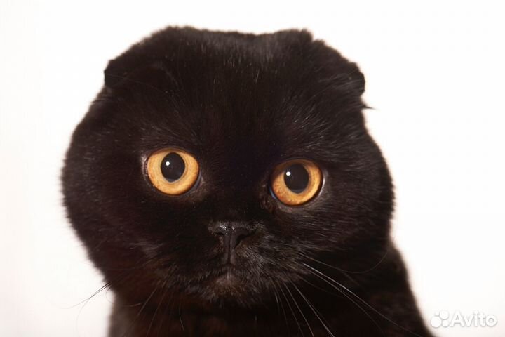 Шотландские вислоухие девочка и мальчик