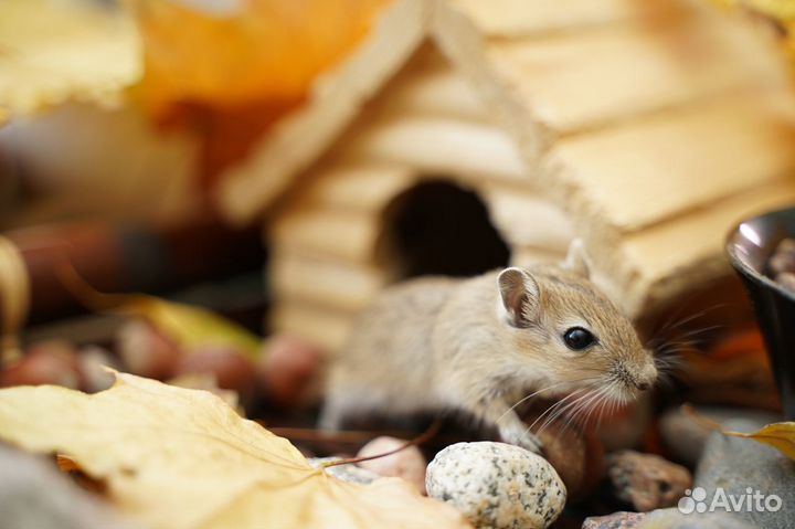 Монгольские мышки-песчанки