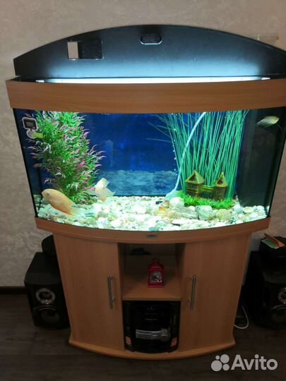Аквариум с тумбой juwel 180л