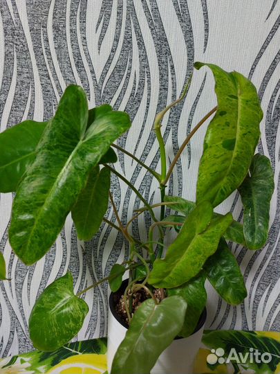 Филодендрон биллитау мраморный