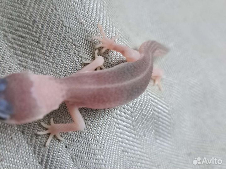 Ящерица эублефар