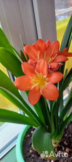 Кливия (детки)