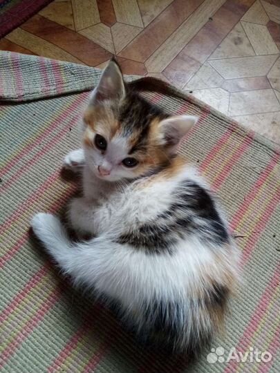 Кошка в дар бесплатно