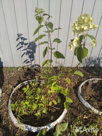 Гортензия саженцы