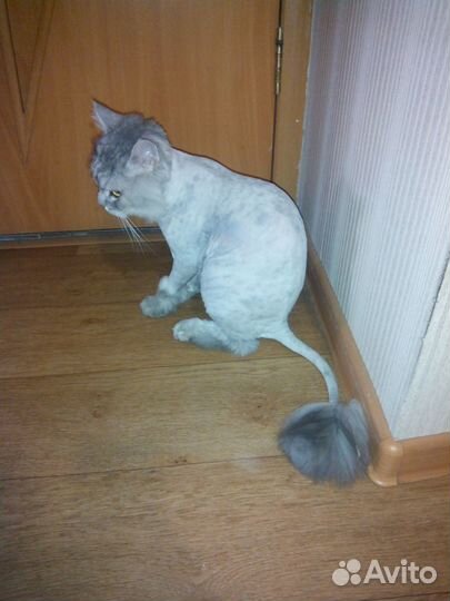 Стрижка котов и кошек+ стрижка когтей