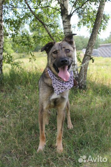 Собака в добрые руки, Тэдди