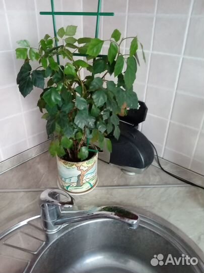 Берёзка или циссус (роициссус)