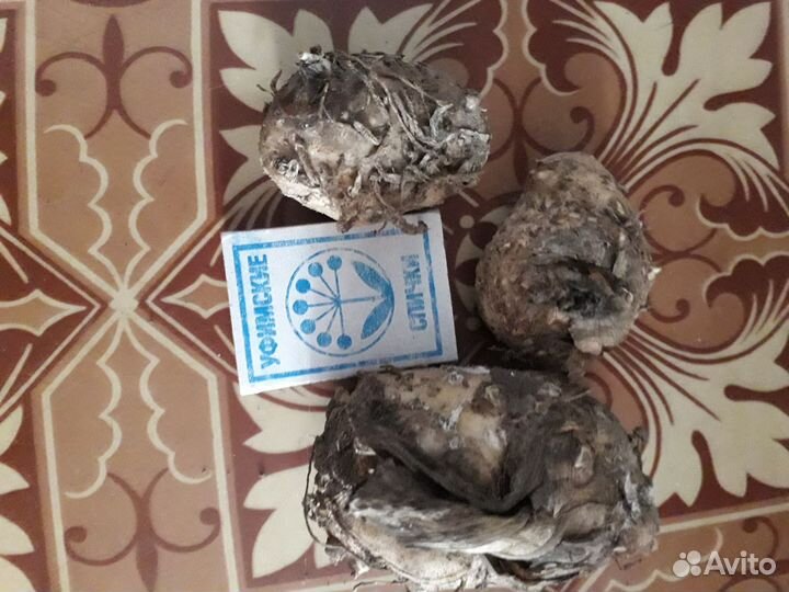 Каллы белые