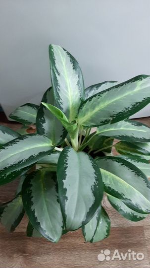 Аглаонема уши слона