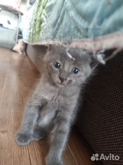 Дымчатый котенок
