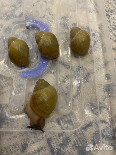 Улитки архахатины