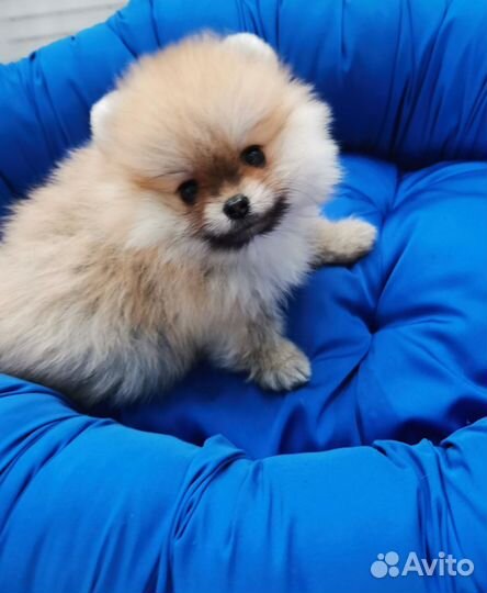 Померанский шпиц