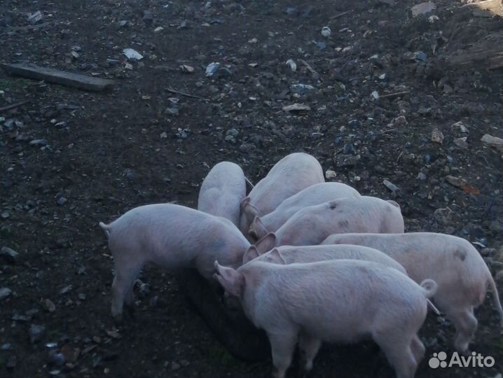 Поросята