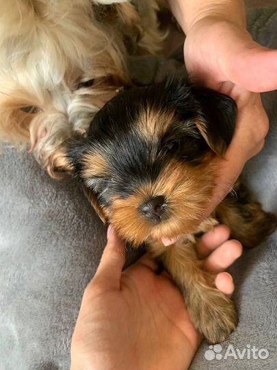 Продам щенков Йорков