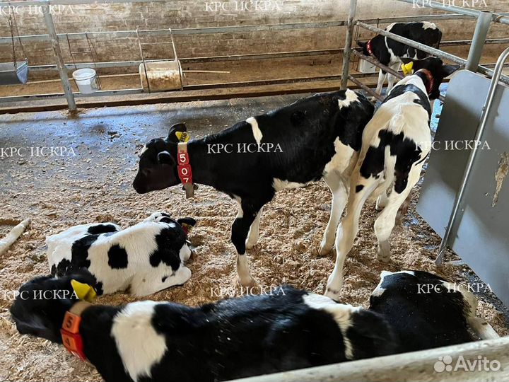 Телята крс, бычки