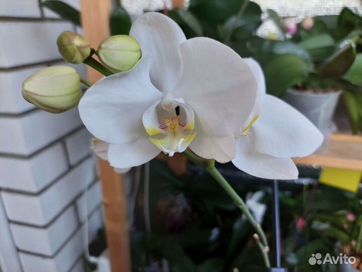 Орхидея фаленопсис