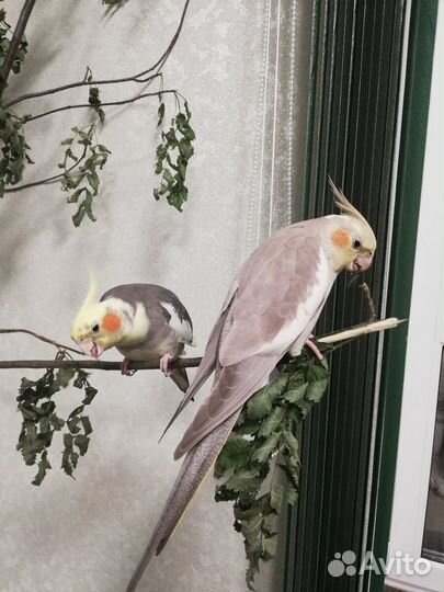 Молодые кареллы