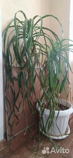 Пальма нолина