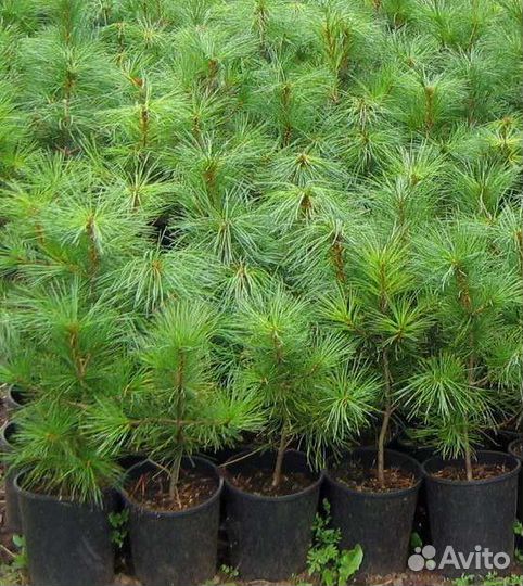 Саженцы декоративных деревьев