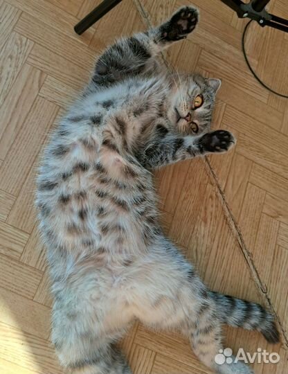 Шотландская вислоухая кошка вязка