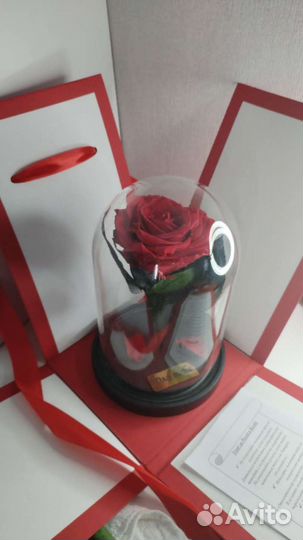 Цветы розы в колбе / живая роза в колбе
