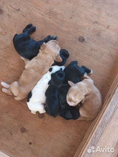 Продаются щенки русского спаниеля