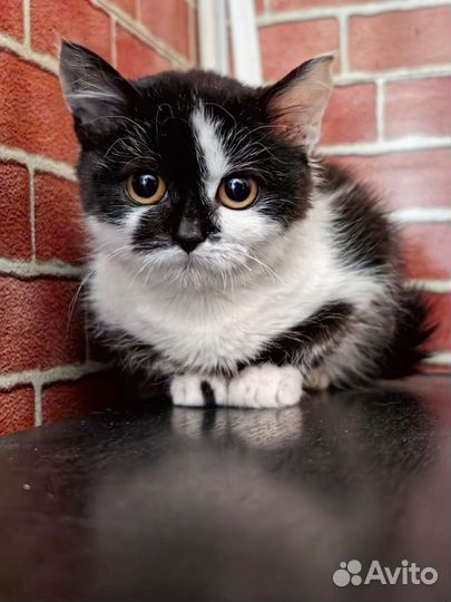 Котенок-девочка в добрые руки