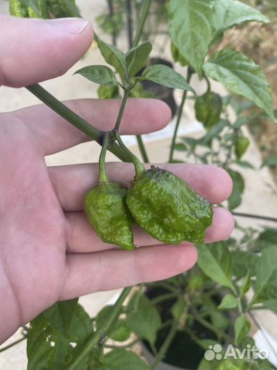 Рассада острых перцев